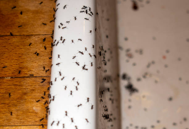 Wasp Removal Services in Burgin, KY