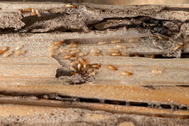 Best Pest Inspection Near Me  in Burgin, KY